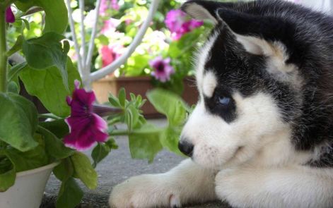 2010_junius_balto_11.jpg