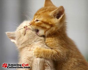 love-bites.jpg